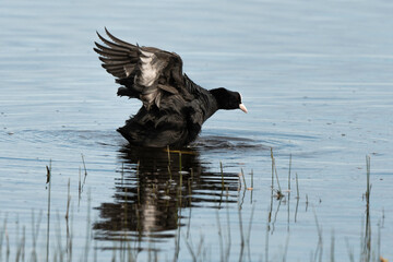 Foulque macroule, .Fulica atra, Eurasian Coot
