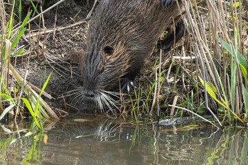 Ragondin,  Myocastor coypus