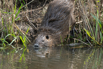 Ragondin,  Myocastor coypus