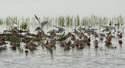Barge à queue noire,.Limosa limosa, Black tailed Godwit, Mouette rieuse,.Chroicocephalus ridibundus , Black headed Gull