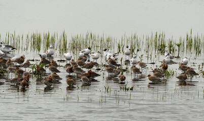 Barge à queue noire,.Limosa limosa, Black tailed Godwit, Mouette rieuse,.Chroicocephalus ridibundus , Black headed Gull