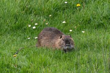 Ragondin,  Myocastor coypus