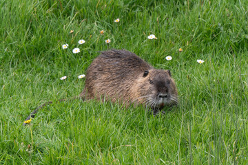 Ragondin, Myocastor coypus