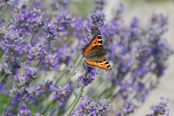 Small tortoiseshell butterfly (Aglais urticae) perched on lavender plant in Zurich, Switzerland