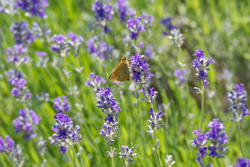 Large Skipper butterfly (Ochlodes sylvanus) perched on lavender plant in Zurich, Switzerland