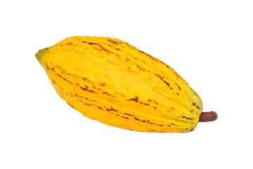 Cacao fruit isolated on white background with transparent.