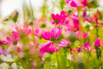 beautiful pink cosmos flower blossoms in winter and sunshine day. for natural background and backdrop in many party celebration