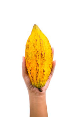 Hand holding cacao isolated on white background with transparent.