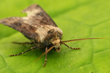 Closeup on a European Heart & Club owlet moth, Agrotis clavis on a green leaf
