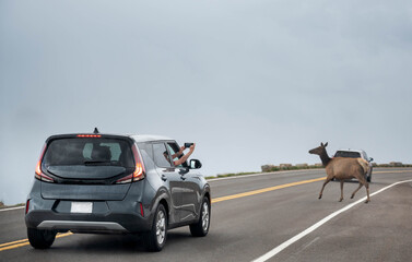 The car of travelers taking photo with the deer while it crossing the road at Rocky mountain national park, Colorado.