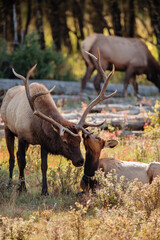 Elk rubbing noses during the autumn rut season within Rocky Mountain National Park, Colorado
