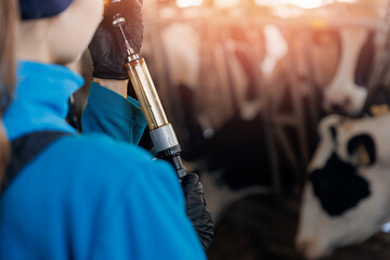 Closeup Syringe with vaccine for cattle on background of dairy cow in cowshed. Concept health care...