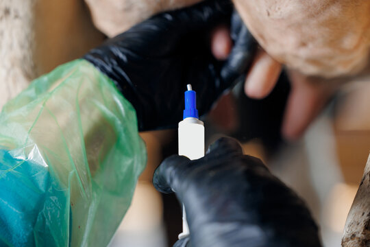 Veterinarian uses milk blocker syringe for preservation udder and cow off before calf is born. Vet doctor of livestock cattle