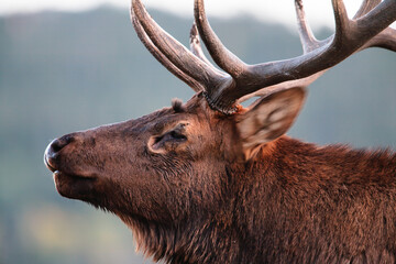 Close-up of bull elk herding harem in Rocky Mountain National Park, Colorado