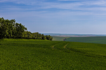 Beautiful green field that ripples and the sun shines on them. A landscape of waves called Moravian Tuscany in the Czech Republic.