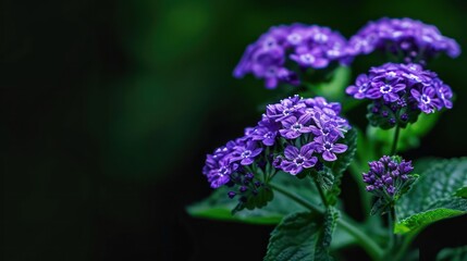 A conceptual image of a heliotrope plant with its fragrant purple flowers, ideal for a garden banner with space for copy
