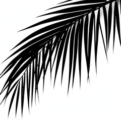 Obraz premium palm tree silhouette isolated on white, coconut leaf silhouette