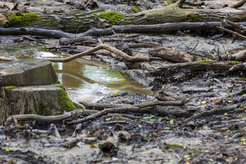 Forest landscape. Muddy path by water. Stream after rain.