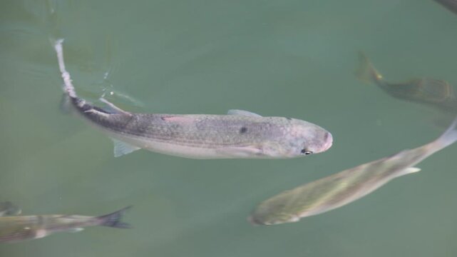Silver gray mullet fish swimming playfully in murky water under the sun in slow motion close tracking shot
