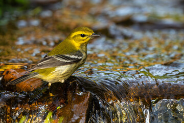 Black-throated Green Warbler sitting in stream