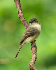 Eastern phoebe perched on a tree branch