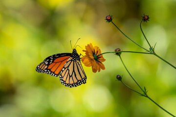 Monarch butterfly feeding on an orange cosmos flower