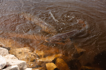 Springtime spawning of the Sturgeon during spring on the Wolf River, near New London, Wisconsin