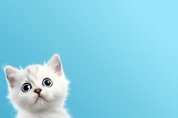 Cute banner with a real cat looking up on solid blue background