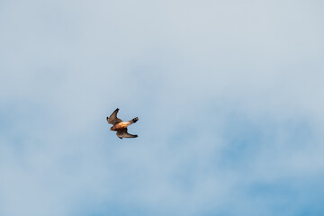 Scenic ocean landscape. with bird in Vereda da Ponta de  in Madeira island, Portugal.