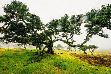 Fanal Forest. Misty forest in Fanal.  Old laurel tree in laurel tree forest in madeira in Portugal