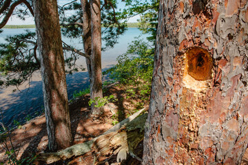 Woodpecker hole in red pine on Trout Lake shoreline, near Boulder Junction, Wisconsin