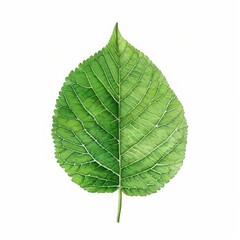 Obraz premium A watercolor depiction of an alder leaf with its rounded shape and fine texture, isolated on a clean white background
