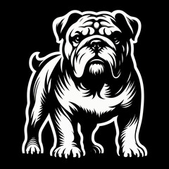 Bulldog lap dog breed face head isolated pet animal