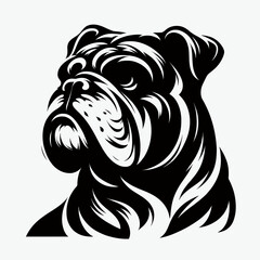 Bulldog lap dog breed face head isolated pet animal