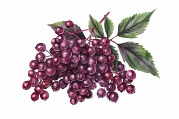 Fototapeta premium A watercolor image of elderberries clustered together, with deep purple hues, isolated on a clean white background