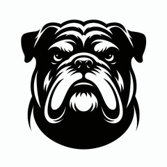 Bulldog lap dog breed face head isolated pet animal