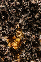 Lodgepole pine weeping sap from a pitch tube, as it tried to rid itself of the mountain pine beetle in Rocky Mountain National Park, Colorado
