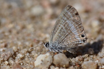 Logn-tailed Pea-blue butterfly (Lampides boeticus 