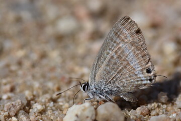 Logn-tailed Pea-blue butterfly (Lampides boeticus 
