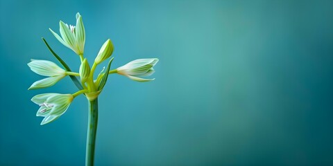 Obraz premium A Detailed View of a Wild Leek Plant Against a Gradient Background Highlighting its Distinctive Characteristics. Concept Botanical Photography, Wild Leeks, Detailed Close-ups, Gradient Background