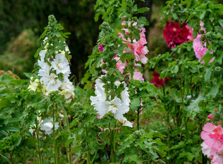 White hollyhock in Northern Blossoms Garden in Atok Benguet Philippines.