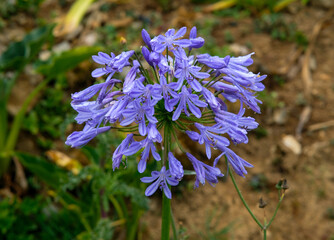 African lily in Northern Blossoms Garden in Atok Benguet Philippines.
