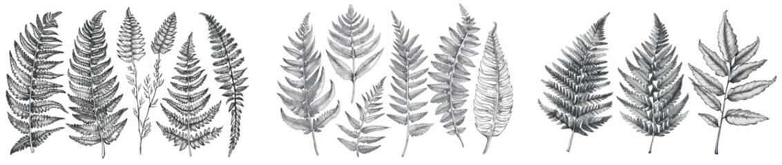 Fototapeta premium Hand drawn fern for greeting cards and invitations, rainforest fractal herbs and leaves for modern tattoos.