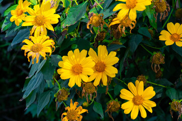 Wild sunflowers in the streets of Baguio City Philippines.
