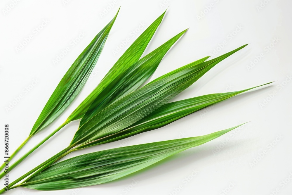 Poster a close-up view of a green plant on a white surface, suitable for use in illustrations and designs
