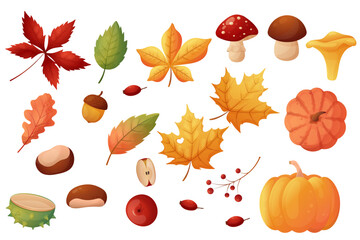 Autumn forest set. Collection of fallen leaves, mushrooms, chestnuts and pumpkins. Isolated on a white.