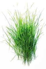 Obraz premium A close-up shot of lush green grass on a clean white surface, ideal for illustrations and designs