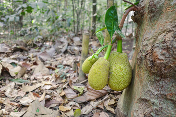 Cu Chi, Vietnam - 3 Feb, 2024: Jackfruit growing wild in a forest near the Cu Chi Tunnels, Vietnam