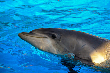dolphin in the sea