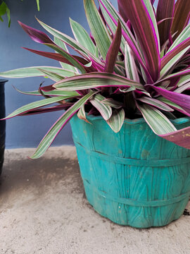 Serene Elegance: Tradescantia spathacea's Lush Purple and Green Foliage Gracefully Adorning a Rustic Pot